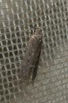 Bryotropha