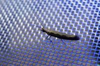 Plutella xylostella