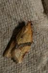 Clepsis consimilana