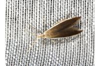 Coleophora albella