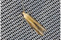 Coleophora albicosta