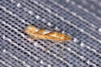 Phyllonorycter belotella