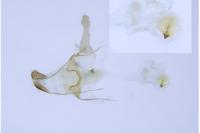 Coleophora albella