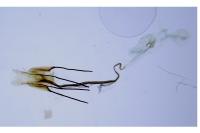 Coleophora albicosta