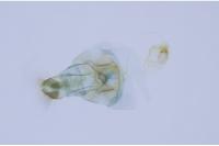 Phyllonorycter belotella