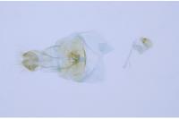 Phyllonorycter belotella