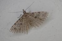 Alucita hexadactyla