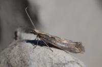 Plutella xylostella