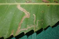 Stigmella samiatella