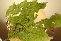 Stigmella luteella
