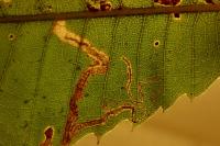 Stigmella samiatella