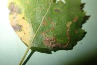 Stigmella luteella