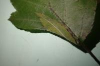 Phyllonorycter corylifoliella