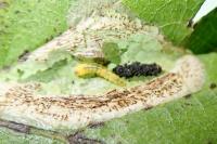 Phyllonorycter corylifoliella