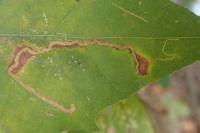 Acalyptris platani