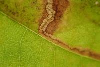 Acalyptris platani