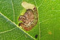 Stigmella viscerella
