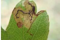 Stigmella regiella