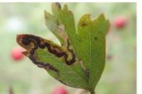 Stigmella