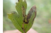 Stigmella