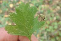 Stigmella regiella