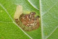Stigmella viscerella