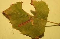 Stigmella sakhalinella
