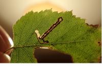 Stigmella sakhalinella