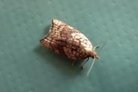 Acleris rhombana