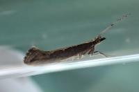 Plutella xylostella