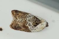 Acleris variegana