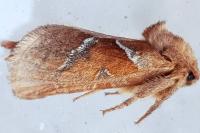 Triodia sylvina