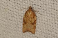 Acleris rhombana