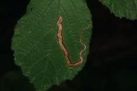 Stigmella aurella