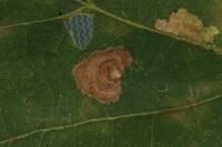 Tischeria decidua