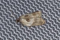 Acleris variegana