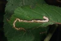 Stigmella aurella