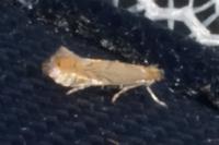 Phyllonorycter messaniella