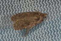 Agonopterix