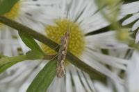 Plutella xylostella