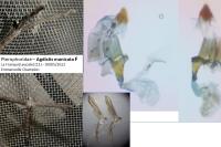 Agdistis manicata