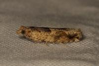 Crocidosema plebejana