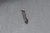 Paraswammerdamia albicapitella