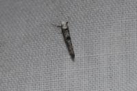 Paraswammerdamia albicapitella
