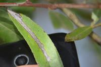 Phyllocnistis saligna