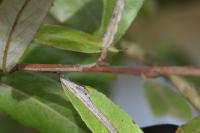 Phyllocnistis saligna
