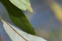 Phyllocnistis saligna