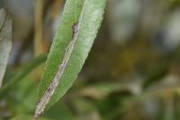Phyllocnistis saligna