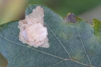 Tischeria ekebladella