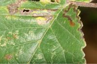 Stigmella ulmivora